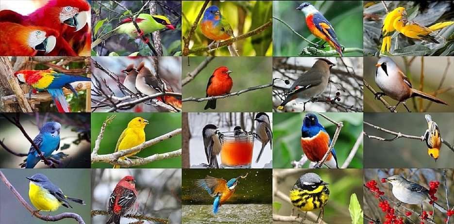 Kicsi madarak online puzzle
