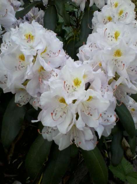 Rhododendron blommor pussel