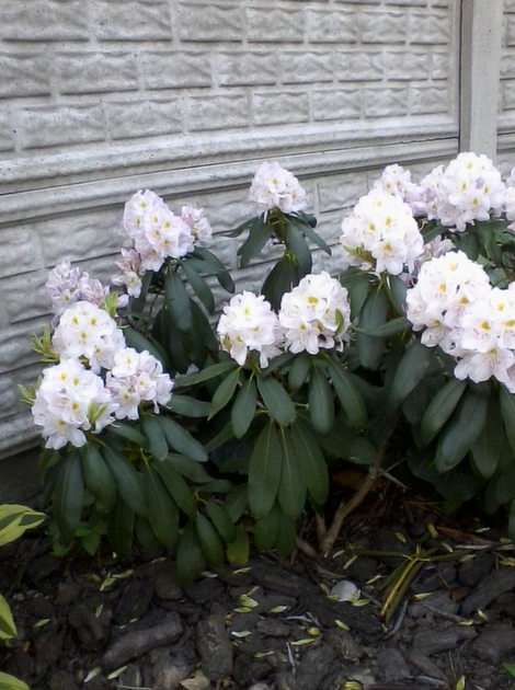 Rhododendron puzzle online din fotografie