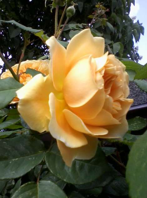Τριαντάφυλλο παζλ online από φωτογραφία