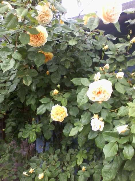 Climbing rose puzzle online from photo