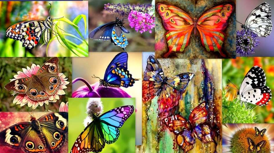 Báječní motýli online puzzle