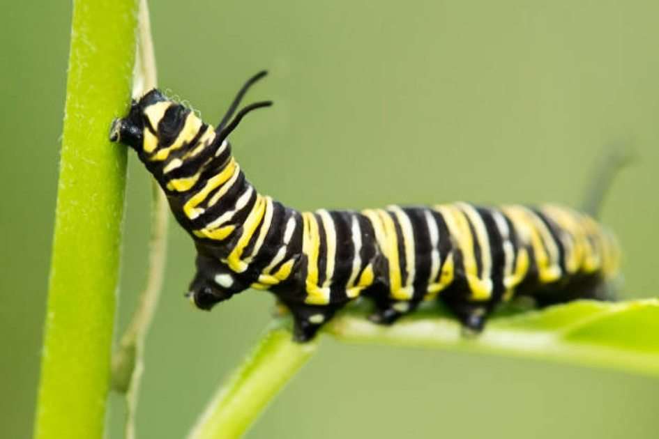 Caterpillar online puzzle