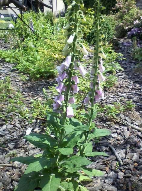 Digitalis puzzle from photo