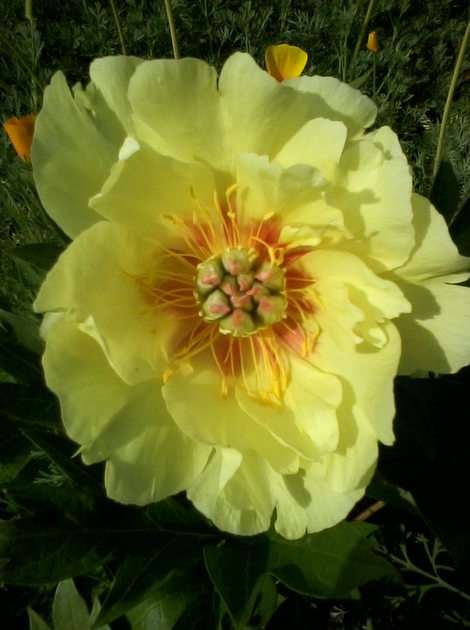 Yellow peony puzzle online from photo