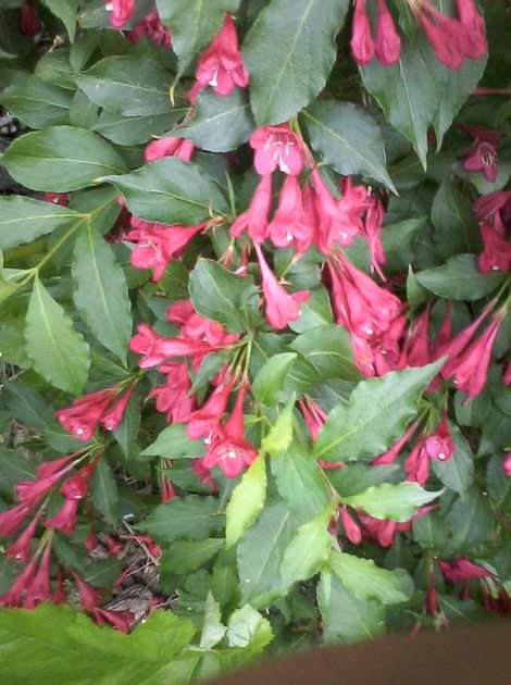 Weigela puzzle online from photo