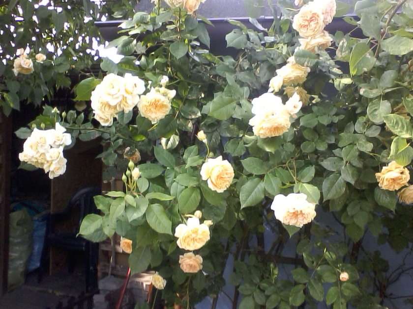 Climbing rose puzzle from photo