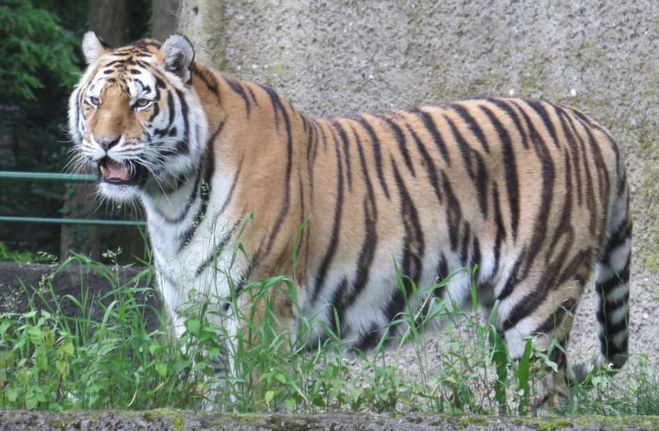 Tiger Pussel online