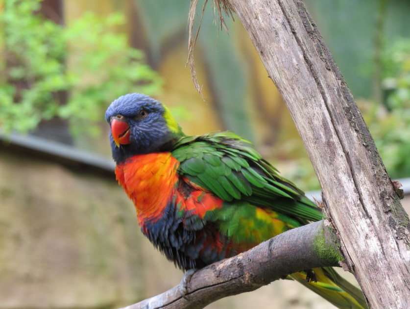Colorful bird. online puzzle