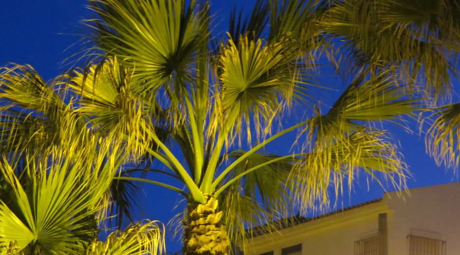 Palmiers la nuit puzzle en ligne à partir d'une photo