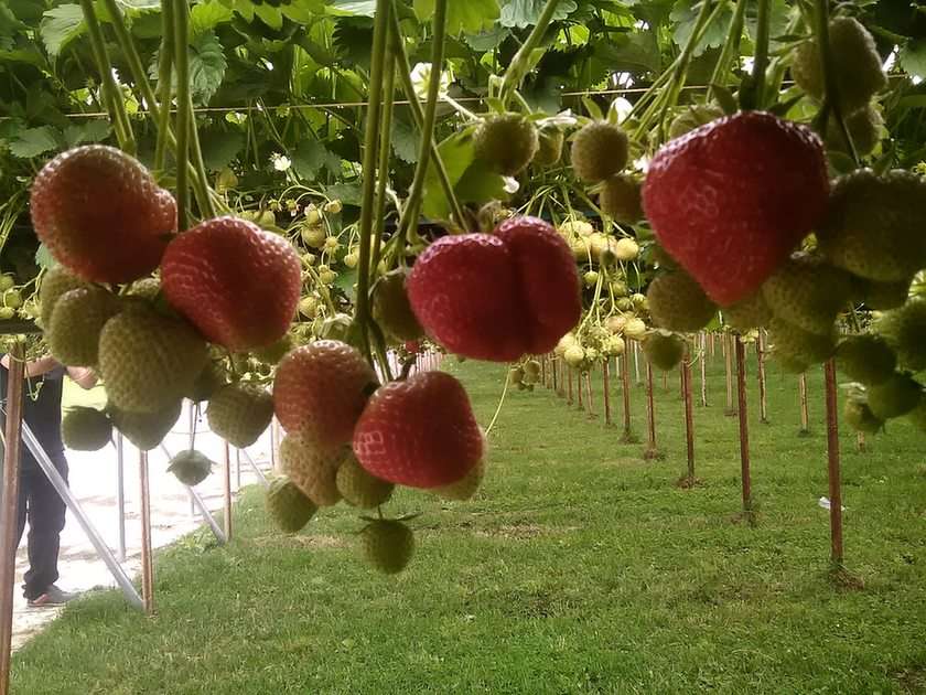Φράουλες παζλ online από φωτογραφία