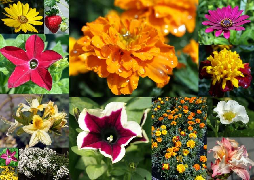 a kertészetben puzzle online fotóról