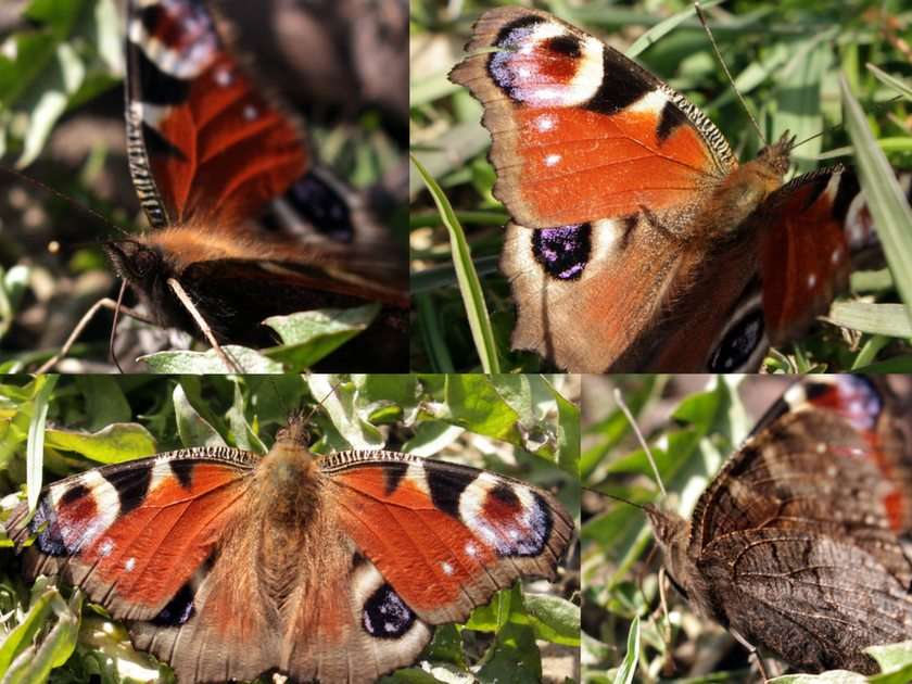 fluture puzzle online din fotografie