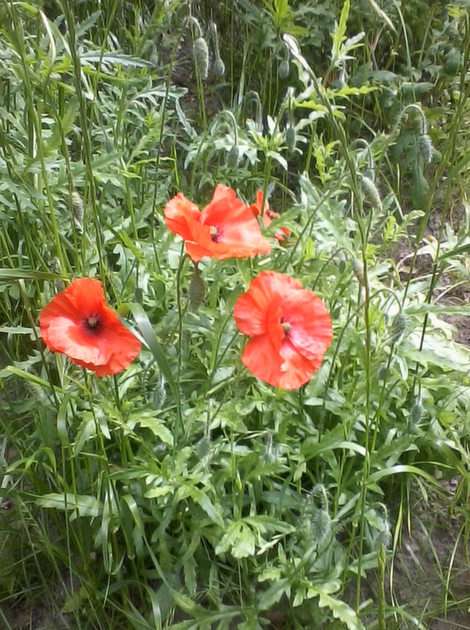 Amapolas rompecabezas en línea