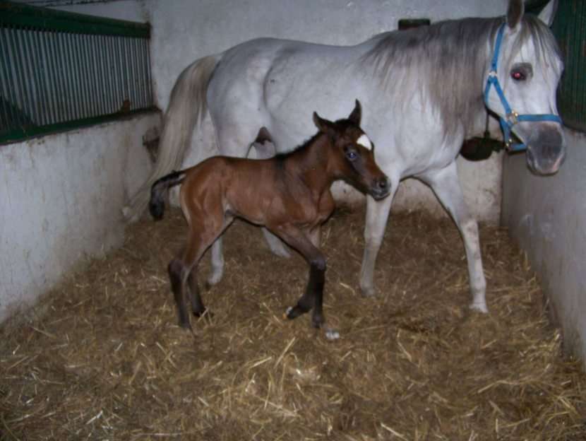 Arabian mare with a foal puzzle online from photo