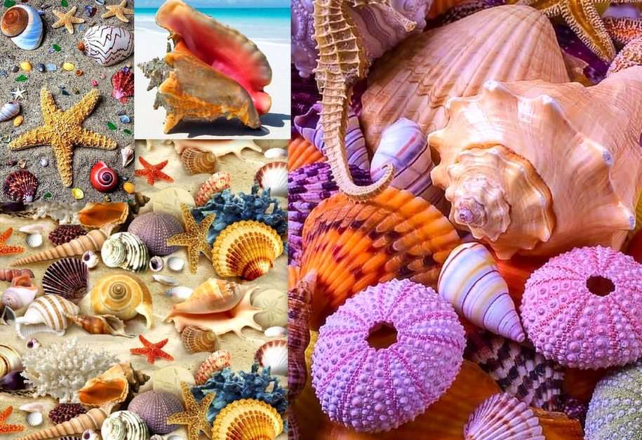 Seashell collage puzzle online from photo