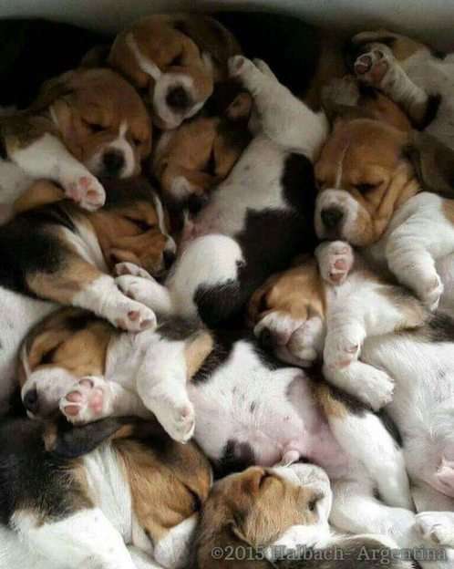 Puppies puzzel online van foto
