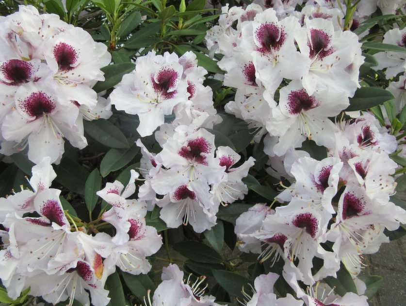 Rhododendron Online-Puzzle