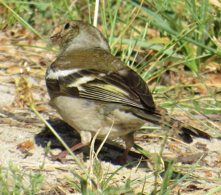 Chaffinch - female online puzzle
