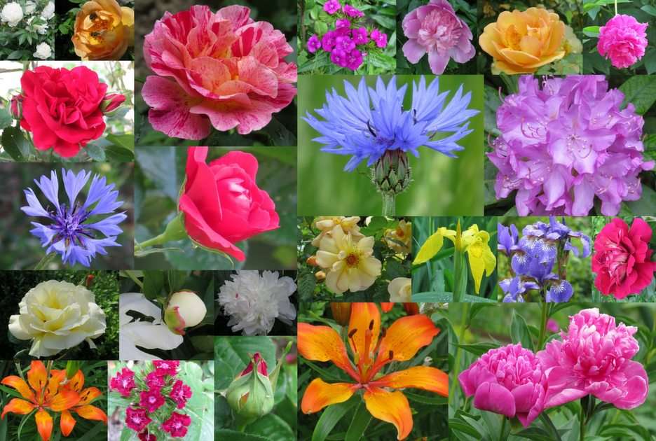 Collage - blommor Pussel online