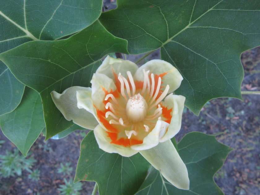 flor de tulipa puzzle online a partir de fotografia
