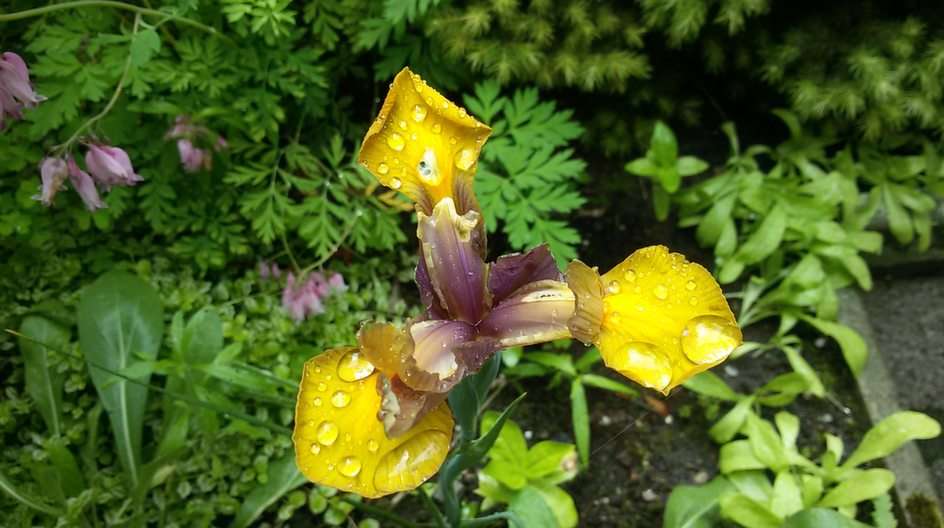 iris puzzle online from photo