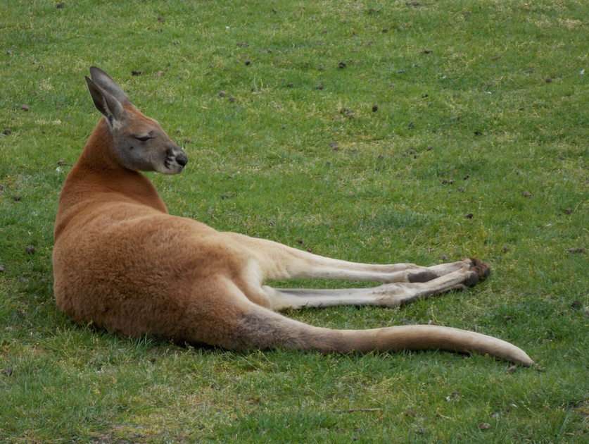 känguru pussel online från foto