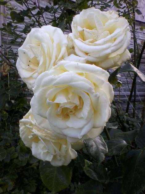 Αναρρίχηση τριαντάφυλλο παζλ online από φωτογραφία
