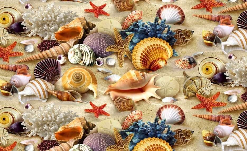 Shells puzzle online from photo