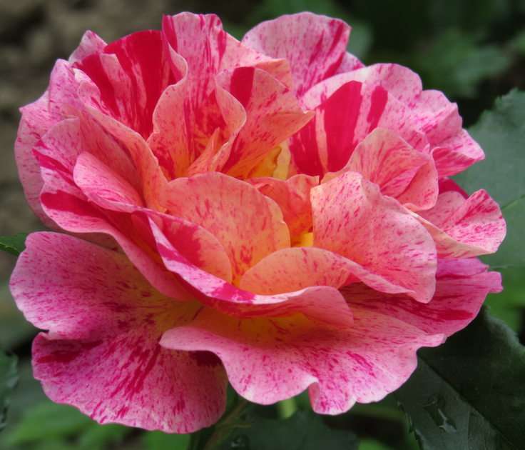 Rose puzzle online from photo