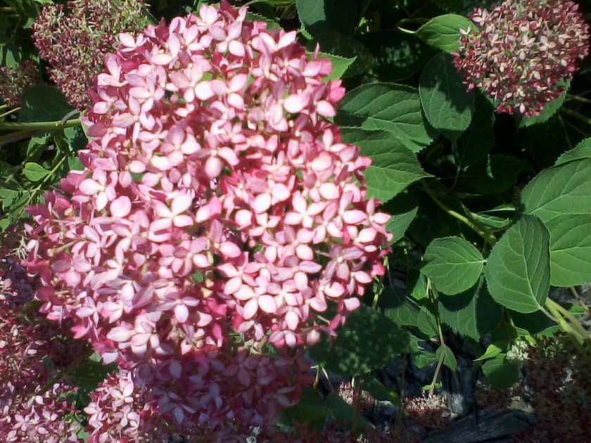 Hortenzia virágok online puzzle