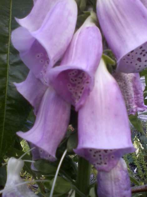 Digitalis flowers puzzle online from photo