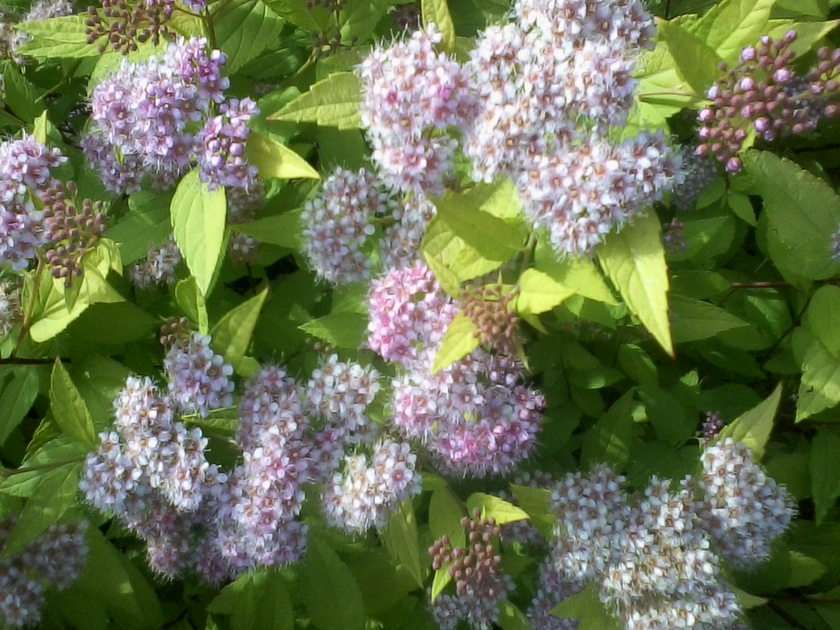 Blooming shrub online puzzle