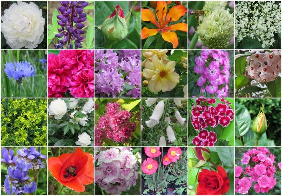 Bloemen puzzel online van foto