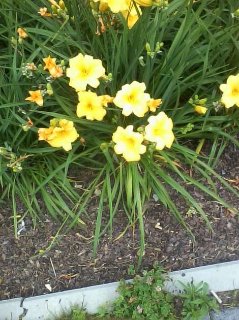 Daylilies pussel online från foto