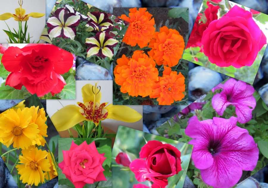 Flores con arándanos puzzle online a partir de foto