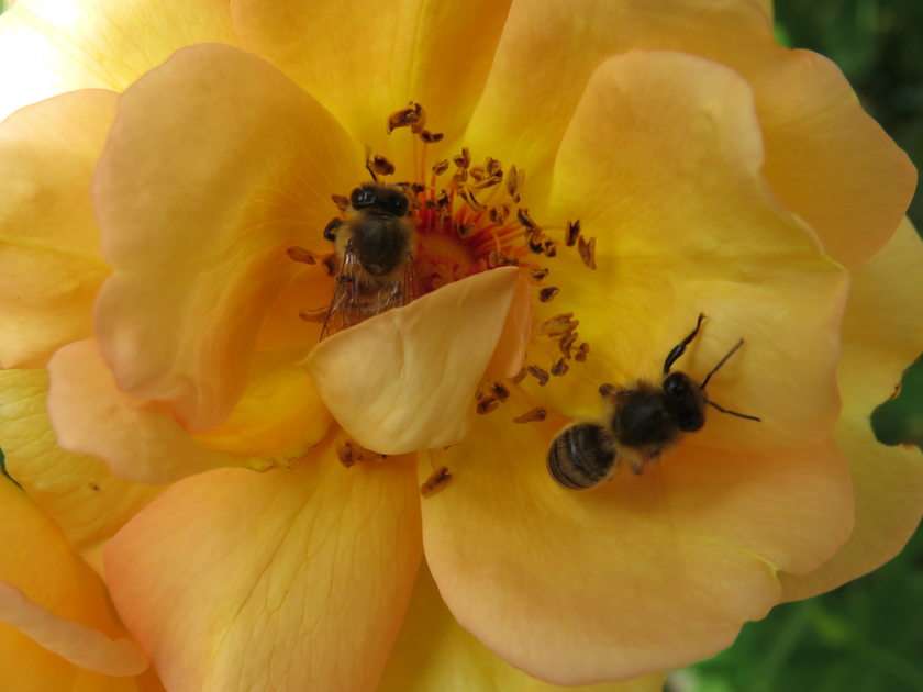 Two bees puzzle online from photo