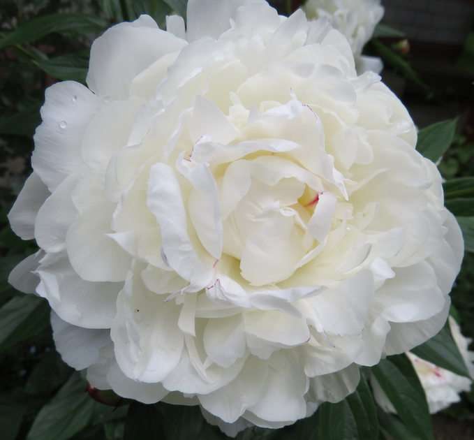 Pünkösdi rózsa puzzle online fotóról