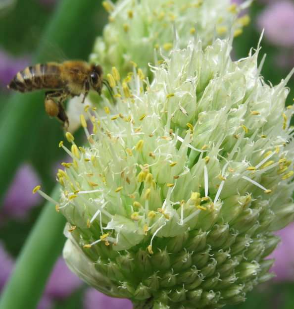 Een bijenverzamelaar puzzel online van foto