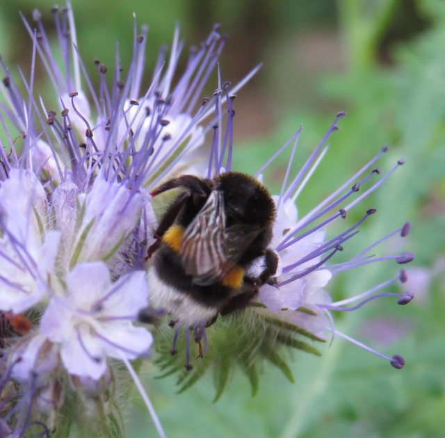 Bumblebee on phacelia puzzle online from photo