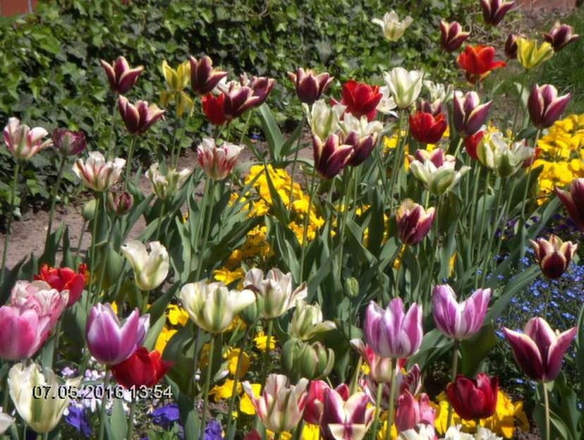 Tulpen bei Wawel. Online-Puzzle vom Foto
