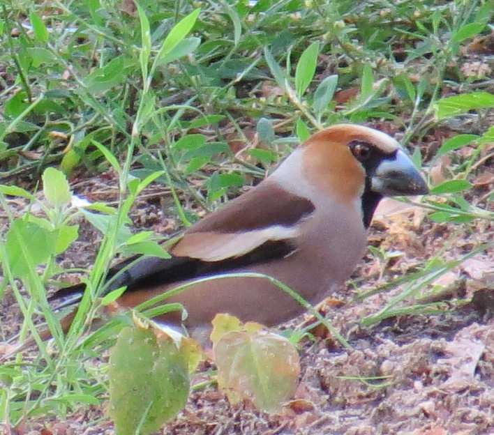 Hawfinch puzzle online from photo