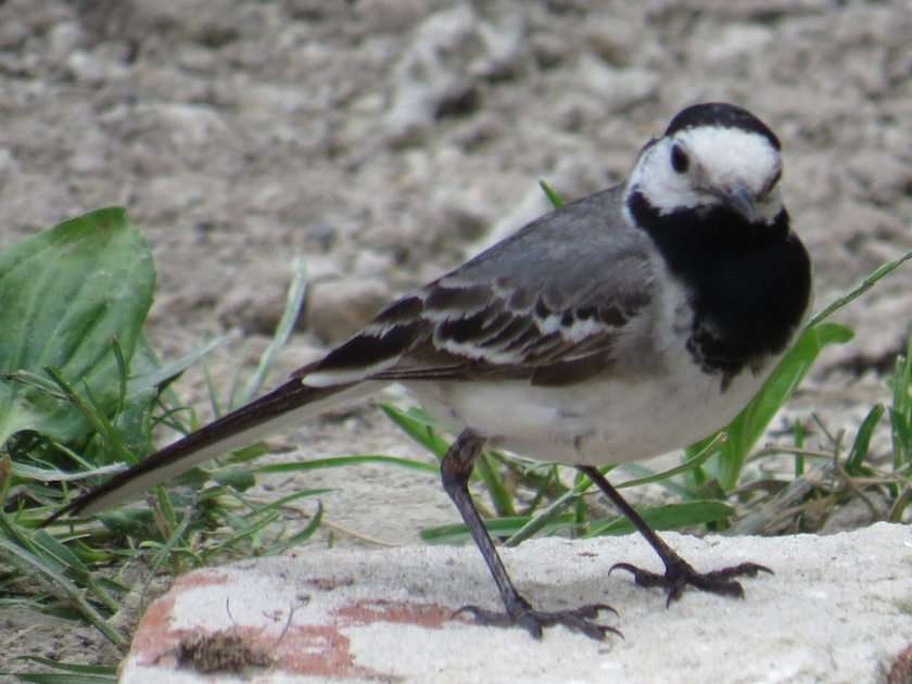 Gray Wagtail puzzle online from photo