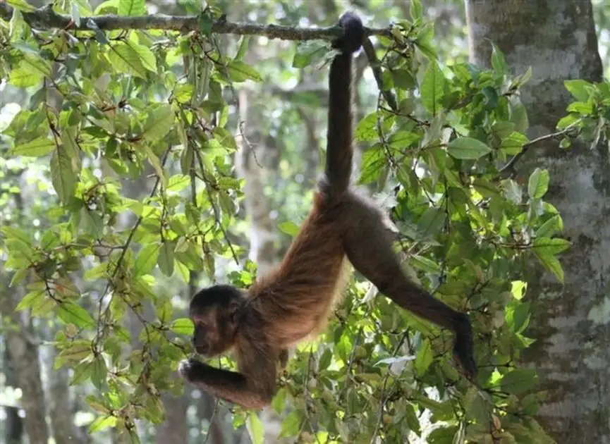 macaco branco e preto em close-up fotografia - puzzle online