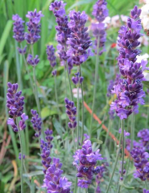 Lavender puzzle online from photo