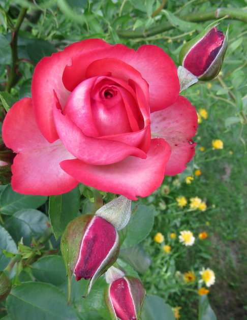 Троянда скласти пазл онлайн з фото