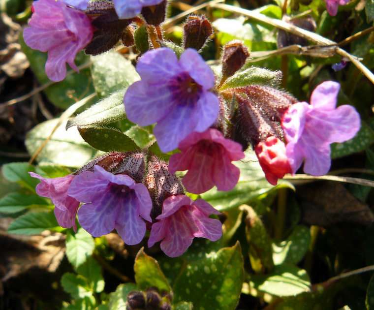 Lungwort puzzle online from photo