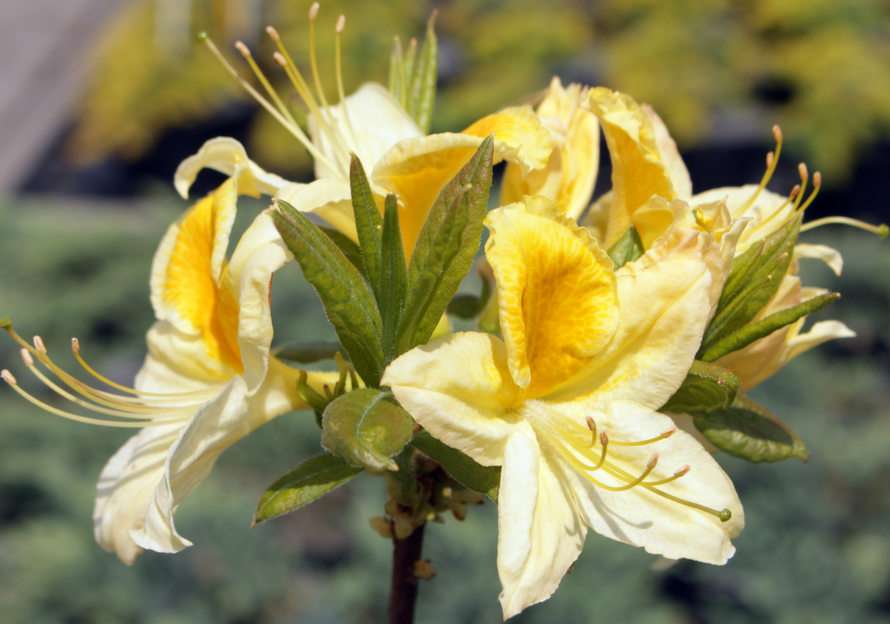 flor rompecabezas en línea