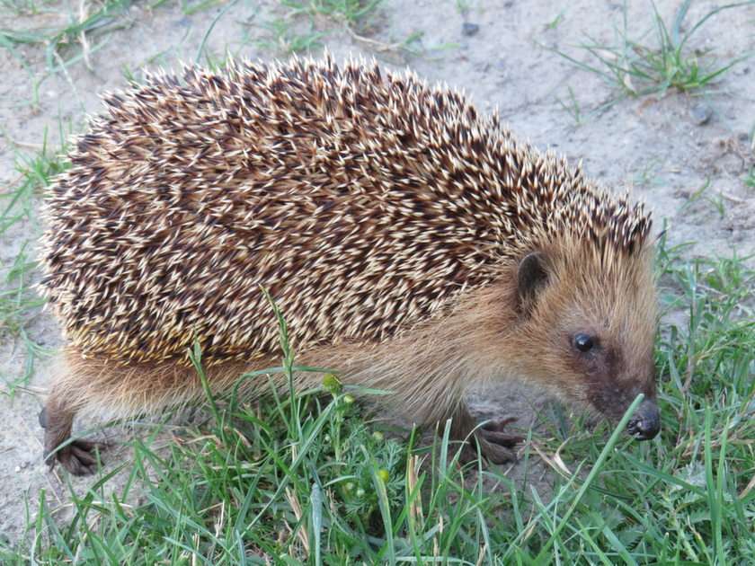 Hedgehog in the wild online puzzle