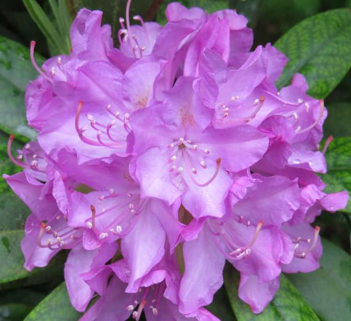 Rhododendron puzzle online from photo
